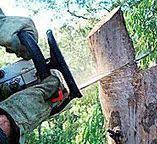 Best Tree and Shrub Care  in Argos, IN