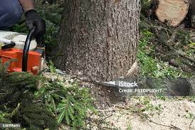 Best Tree Trimming and Pruning  in Argos, IN
