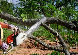 Best Tree Cabling and Bracing  in Argos, IN