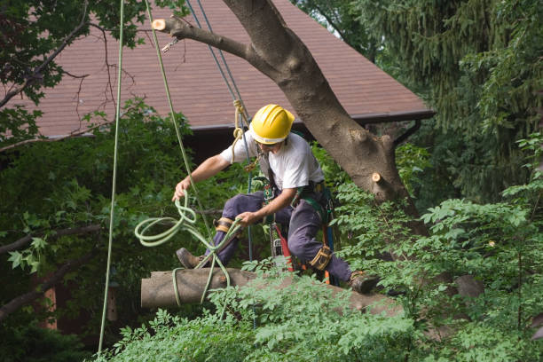 How Our Tree Care Process Works  in  Argos, IN