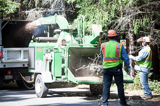 Reliable Argos, IN Tree Care Solutions